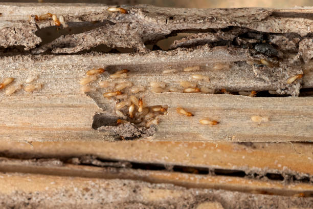 Best Best Pest Control Companies  in Lebanon South, PA